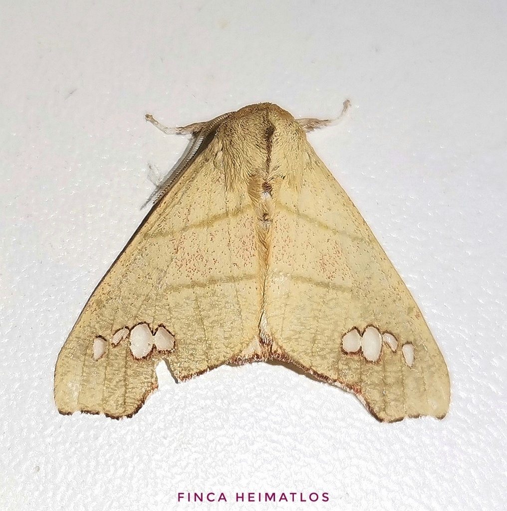 Zatrephes fallax