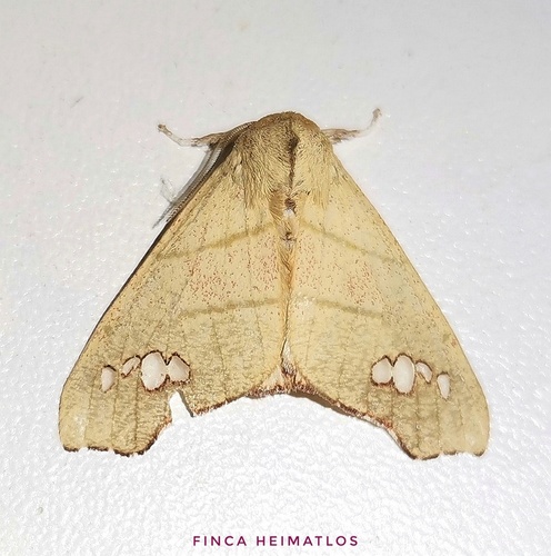 Zatrephes fallax