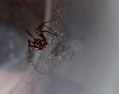 Lepthyphantes leprosus