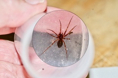 Lepthyphantes leprosus