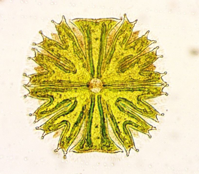 Micrasterias floridensis