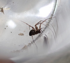 Lepthyphantes leprosus