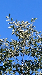 Alnus nepalensis