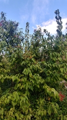 Viburnum mullaha
