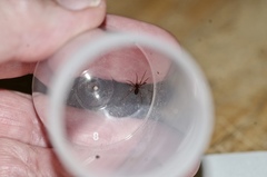 Lepthyphantes leprosus