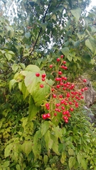 Viburnum mullaha