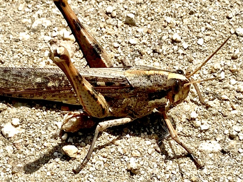 iNaturalist observation photo of Gray Bird Grasshopper