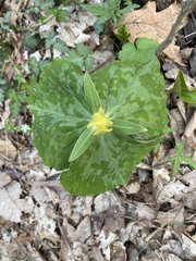 Trillium luteum