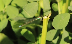 Ischnura denticollis