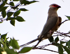 Urocolius indicus lacteifrons