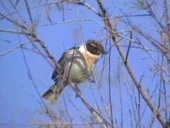 Saxicola dacotiae