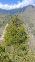 Pinus roxburghii