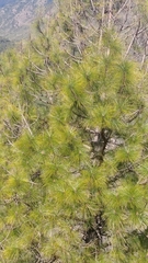 Pinus roxburghii