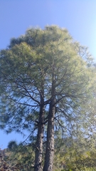 Pinus roxburghii