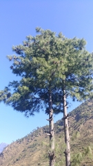 Pinus wallichiana