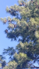 Pinus wallichiana