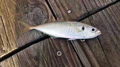 Trachurus novaezelandiae