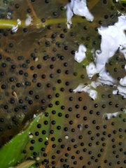 Boana platanera