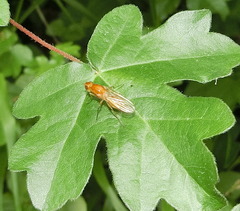 Psila