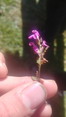 Pedicularis porrecta