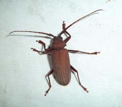 Strongylaspis