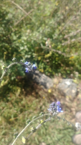 Hoary Forget-me-not (Eritrichium canum)