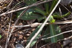 Agonopterix assimilella