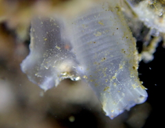 Ciona robusta