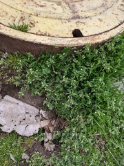 Cerastium semidecandrum