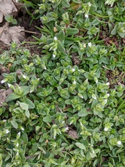 Cerastium semidecandrum