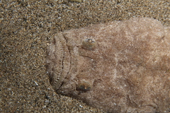 Uranoscopus scaber