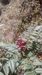 Zanthoxylum nepalense