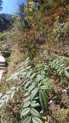 Zanthoxylum nepalense