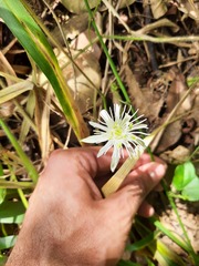 Passiflora capsularis