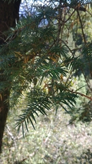 Tsuga dumosa
