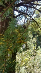 Tsuga dumosa