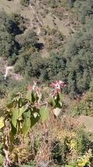 Colquhounia coccinea