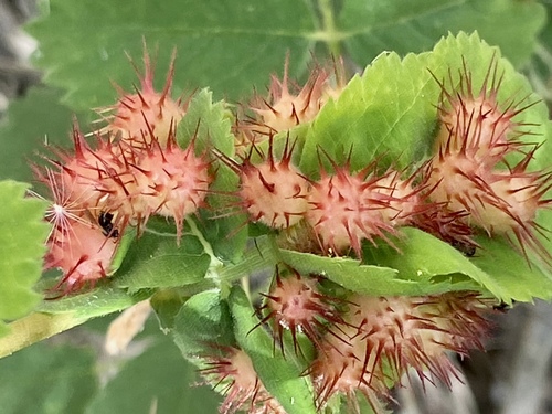 iNaturalist observation photo of Spiny Leaf Gall Wasp