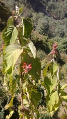 Colquhounia coccinea