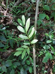 Matayba elaeagnoides