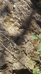 Sceloporus variabilis olloporus