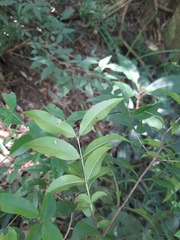 Blepharocalyx salicifolius