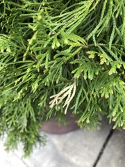 Pestalotiopsis funerea