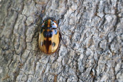 Cyclocephala deceptor