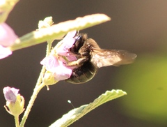 Xylocopa tabaniformis pallidiventris