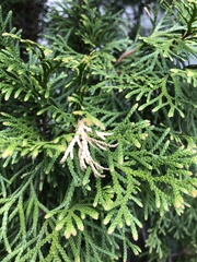 Pestalotiopsis funerea