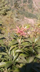 Pieris formosa