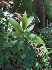 Eugenia platysema