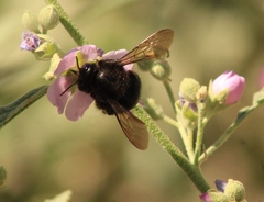 Xylocopa tabaniformis pallidiventris