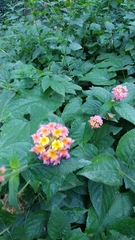Lantana camara
